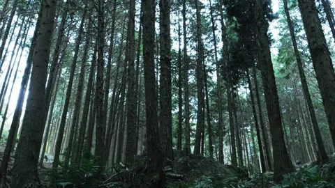 In the empty forest, many trees swaying Stock Footage 324853150