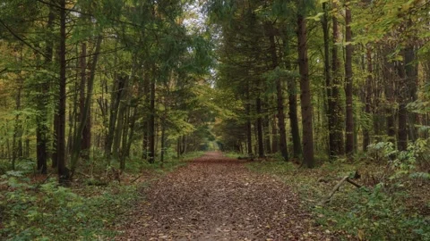 Empty Forest Path Covered With Fallen Leaves Vídeos de archivo 327464516