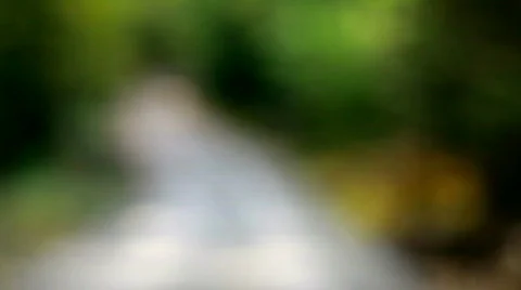 Empty forest path Stock Footage 540824