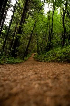 Empty forest path Stock Photos