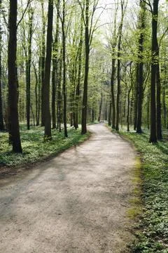 Empty forest path in spring Stock Photos
