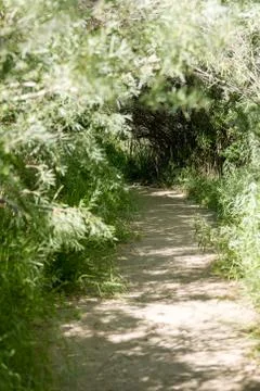 Empty forest path through greenery in a park Foto stock