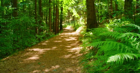 Empty forest pathway with sun rays shining through tree foliage, static view Stock Footage 202608325