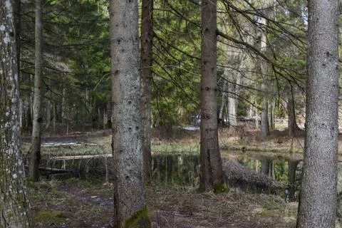 An empty forest with pronounced tree trunks by a forest river with perfectly Stock Photos