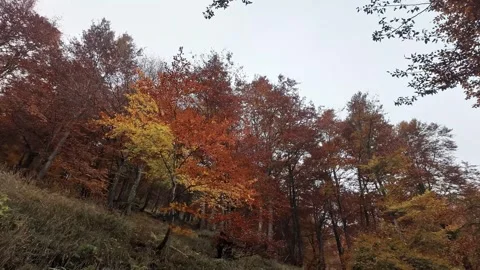 Empty forest road among autumn trees with red-orange foliage on cloudy day. Stock Footage 324960332