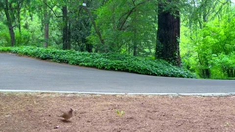 Empty Forest Road Curving Through Lush Green Woodland in Summer Stock Footage 310210713