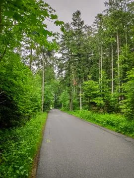 Empty Forest Road Scene 스톡 사진