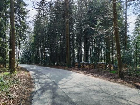 Empty Forest Road Scene 스톡 사진