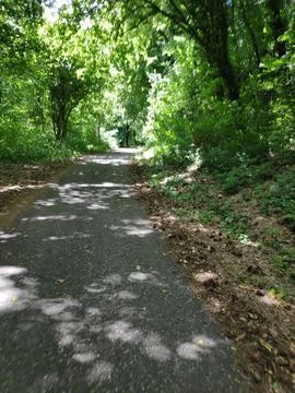 Empty Forest Road Surrounded by Peaceful Nature 写真素材