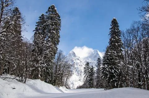 Empty forest ski slope on a sunny day Stock Photos