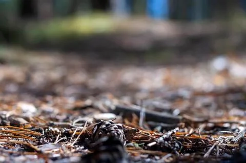 An Empty Forest Soil Surface with Pine Needles and Cones and a Blurred Backgr Stock Photos