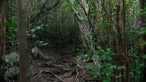 Empty Forest Trail 4k 스톡 동영상 235572884