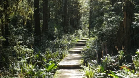 Empty forest trail in Olympic National Park Washington State. Stock Footage 91720839