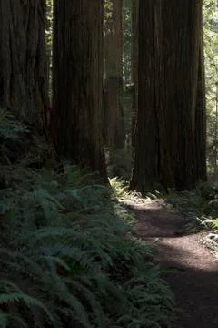 Empty Forest Trail Stock Photos