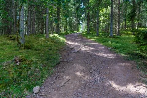 Empty Forest Trail Through Green Woodland on a Sunny Day in Sweden Stock Photos