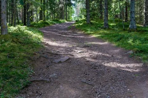 Empty Forest Trail Through Green Woodland on a Sunny Day in Sweden Stock Photos