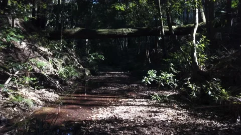 Empty forrest footage Stock Footage 168360789