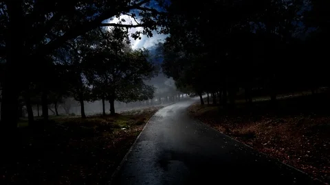 Empty forrest road night fool moon Stock Footage 97939958