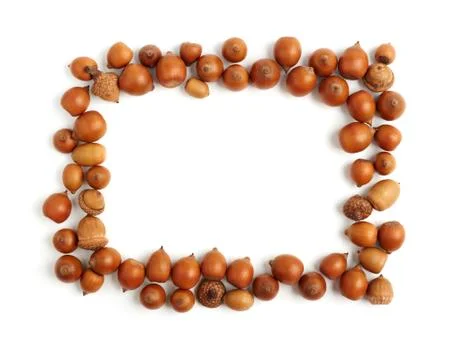 Empty frame of acorns Stock Photos