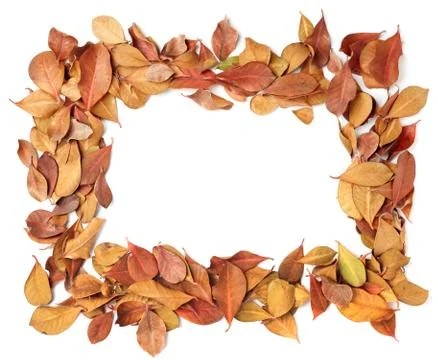 Empty frame of dry leaves Stock Photos