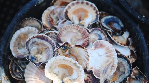 Empty Fresh Scallop Shells In A Pot In Guernsey Island - Handheld Stock Footage 129385604