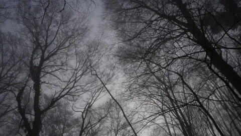 Empty ghostly branches on a winter's day 動画素材 169793226