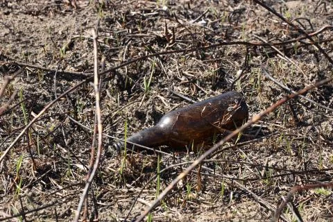 An empty glass charred bottle is lying on grass that has been baked out. Ecol Stock Photos