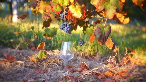 A empty glass of wine ready to be fill with the Lambrusco grapes Stock Footage 96313930