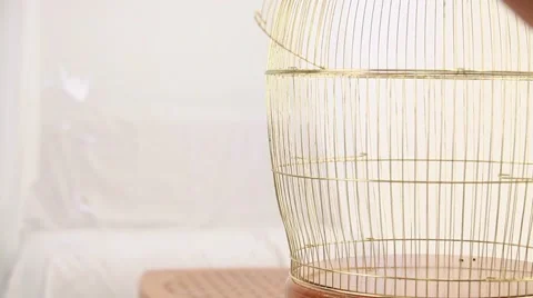 Empty golden birdcage Stock-Footage 52096853