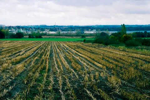 Empty Grain Field Stock Photos