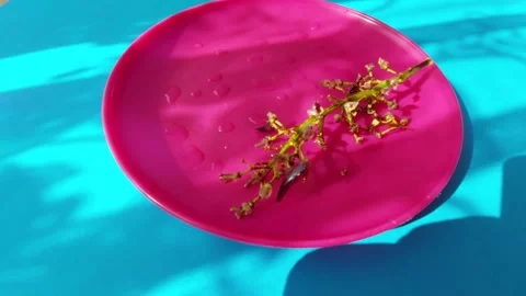Empty grape stalk on pink plate with sunlight and shadows Stock Footage 333644119