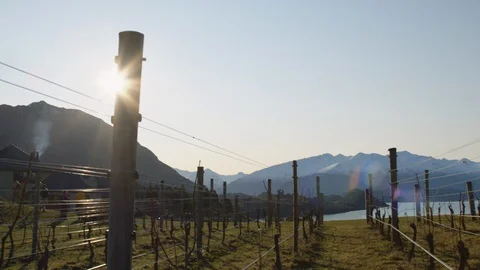 Empty grape vines in midday sun at Wanaka, New Zealand Stock Footage 90323211