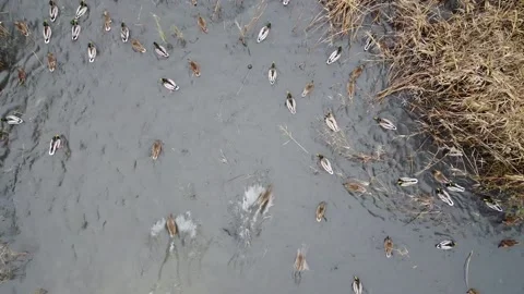 The empty grass playground Stock Footage 145065010