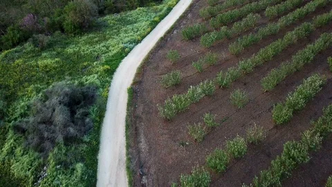 Empty gray path on green vegetables plantation rows Stock Footage 88072228