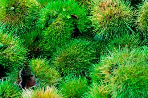 Empty green chesnuts shell Stock Photos