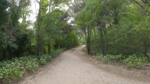 Empty Green Forest Walk Sand Background Stock Footage 260381114