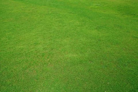 Empty green grass field for pattern background texture Stock Photos