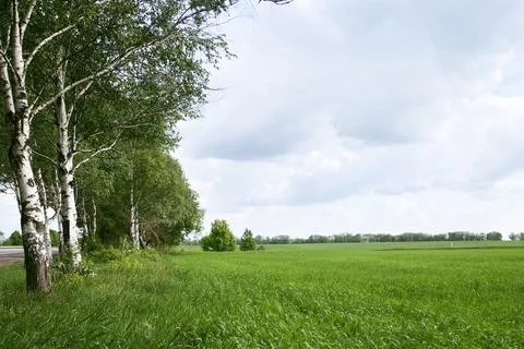 Empty green grass wheat field with trees on side, nature rural landscape back Stock Photos
