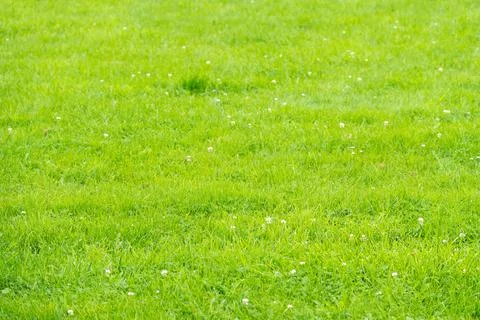 Empty Green Lawn Texture in a Park Stock Photos