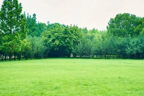 Empty green meadow Stock Photos