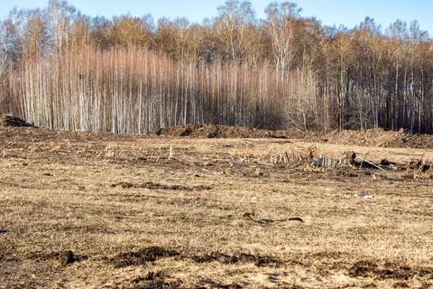 Empty ground after deforestation, devoid of vegetation and animal presence Stock Photos