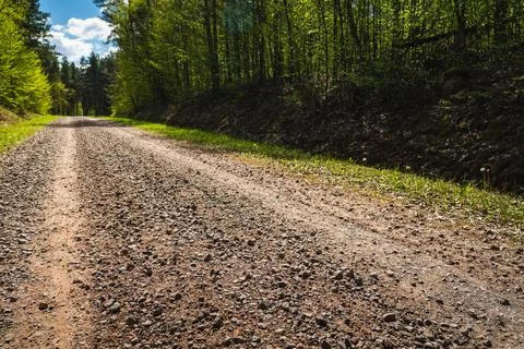 A empty ground road through the woods on a sunny day Stock Photos