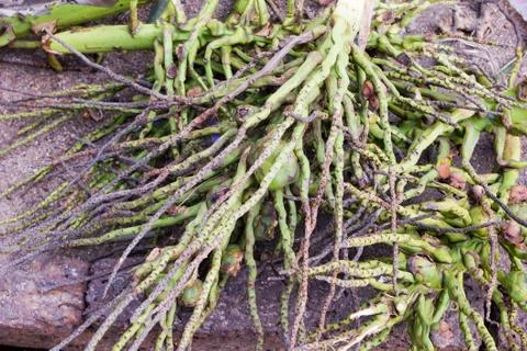 Empty group coconuts Stock Photos