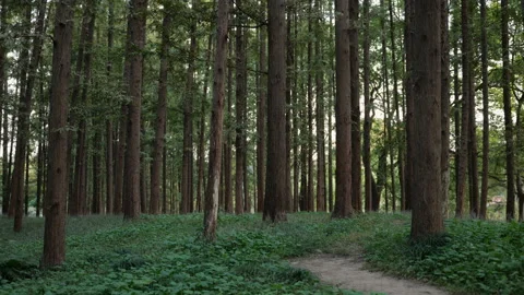 An empty grove in the park Video stock 142909753