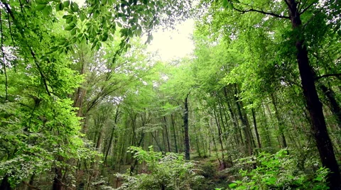 Empty hall between tall green trees in forest, tilt shoot Stock Footage 66262125