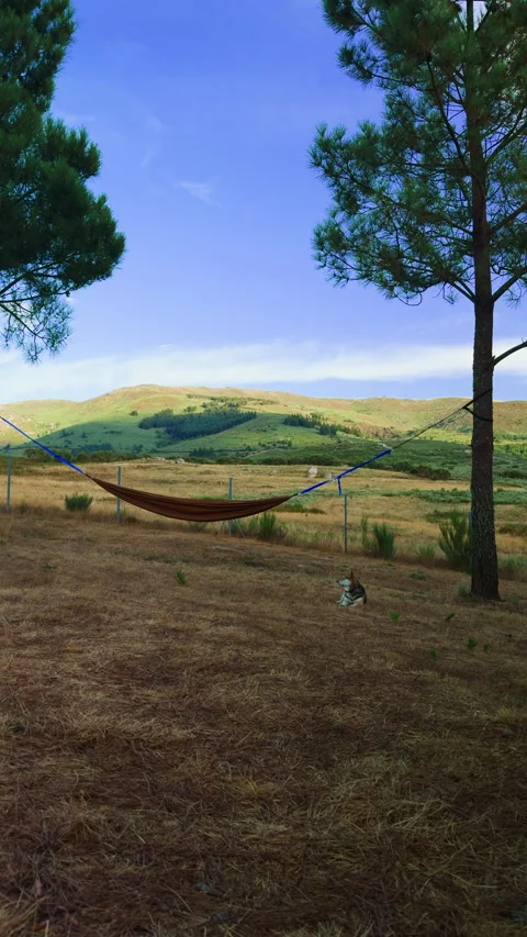 Empty Hammock and Dog in Mountain Nature Retreat Stock Footage 345607086