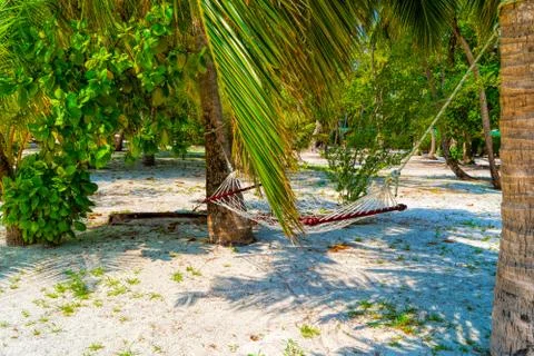 Empty hammock between palms trees at sandy beach Stock Photos