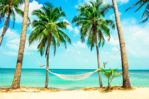 Empty hammock between palms. Vacation concept Stock Photos