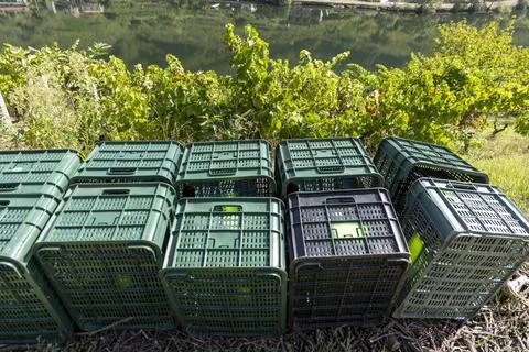 Empty harvest grape crates Ribeira Sacra vineyard 写真素材