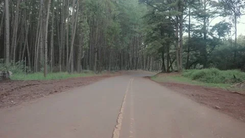 Empty haze rural road surrounded by tall slender pine trees Stock Footage 142304189